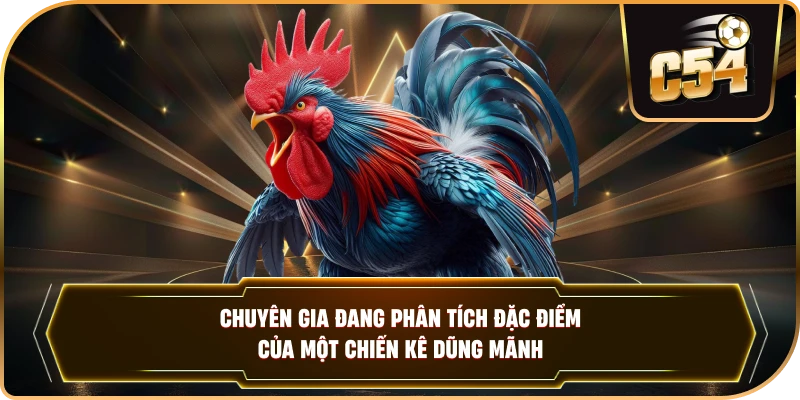 Chuyên gia đang phân tích đặc điểm của một chiến kê dũng mãnh