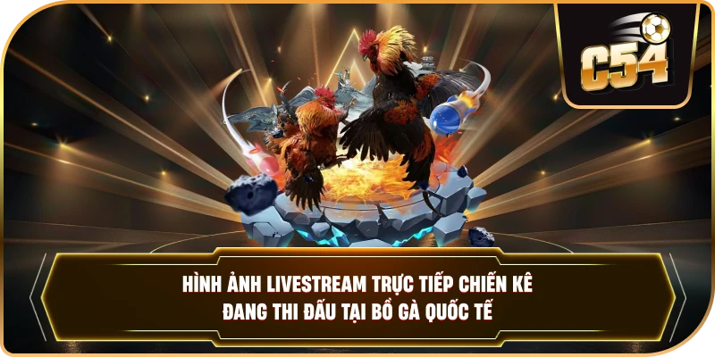 Hình ảnh livestream trực tiếp chiến kê đang thi đấu tại bồ gà quốc tế